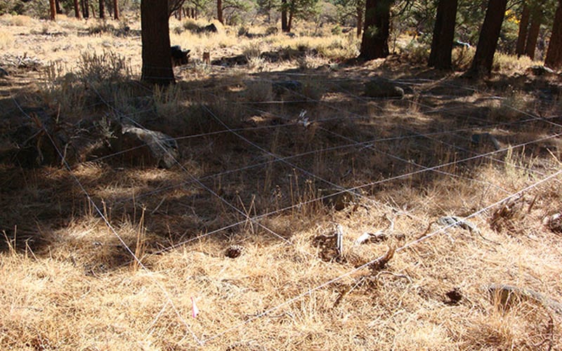 800x500_cablk-using-dogs-to-locate-teeth