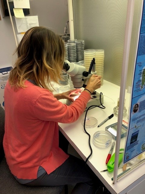 Researcher looking into a microscope in a lab.