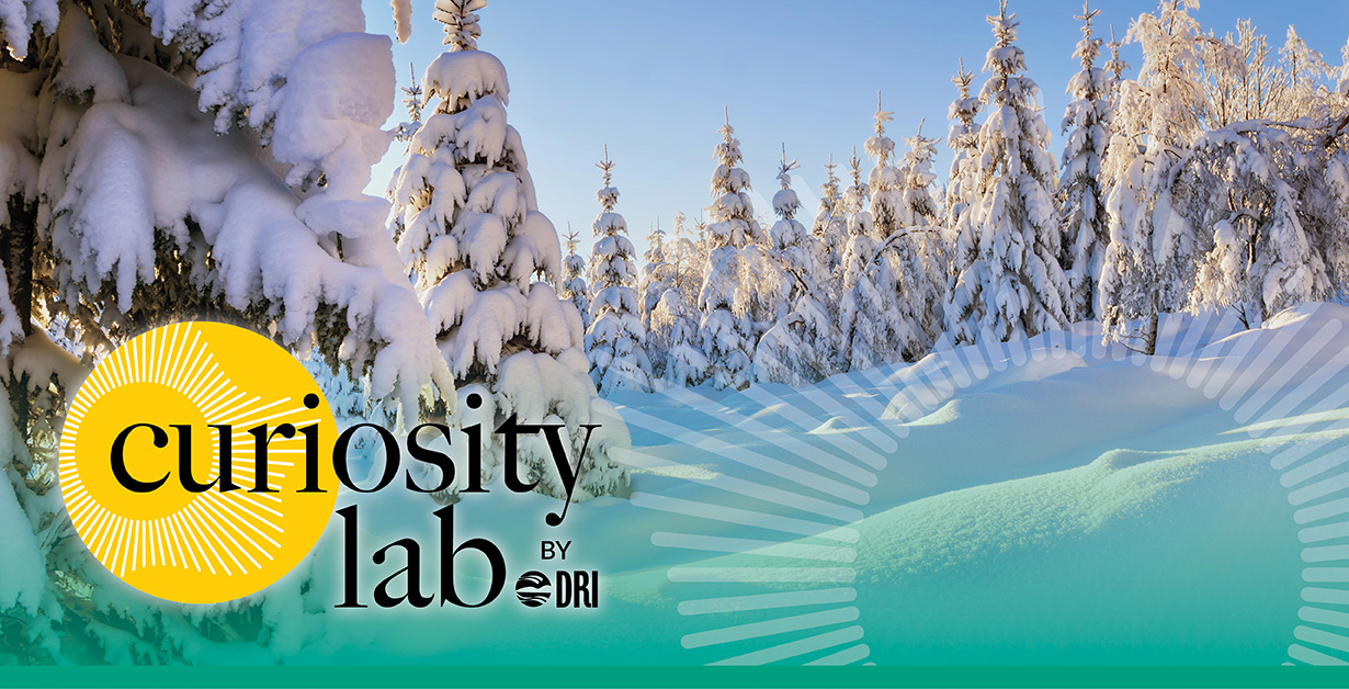 CL Chasing Snow Reno Feb 26 Curiosity Lab logo overtop of a winter scene of pine trees covered in snow.