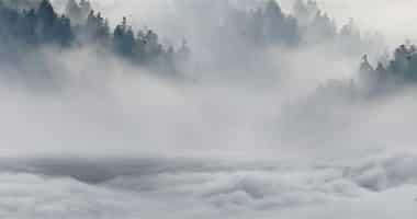 clouds in forrest