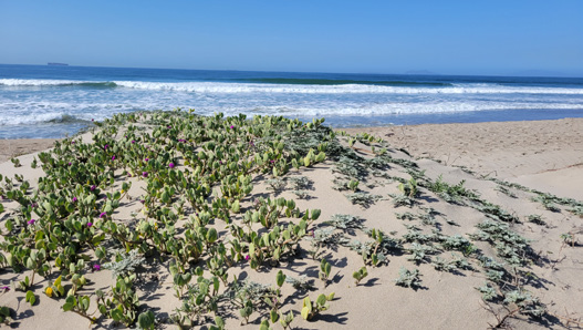 CoastalAdaptationOneSheet3 Ormand Beach a beach dune in the sun with coastal vegetation and the ocean waves in the background.