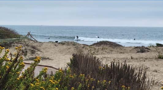 CoastalAdaptationOneSheet3 Surfer's Point Surfer's in the ocean can be seen in the distance past the beach dunes.