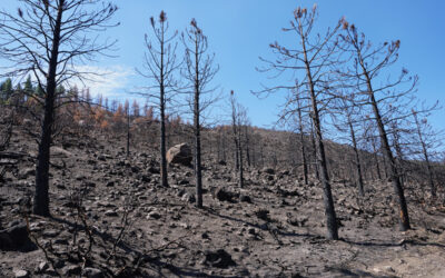 Guo Yu Awarded Funding from USGS to Expand Research Examining Compounding Risks of Wildfires and Floods