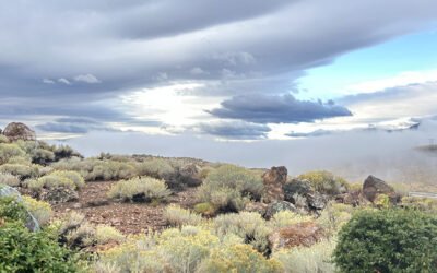 Five Simple Ways to Support DRI This Giving Season