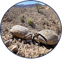 EcoLab About Us Image 2 Desert tortoises with rocks and desert shrubs.