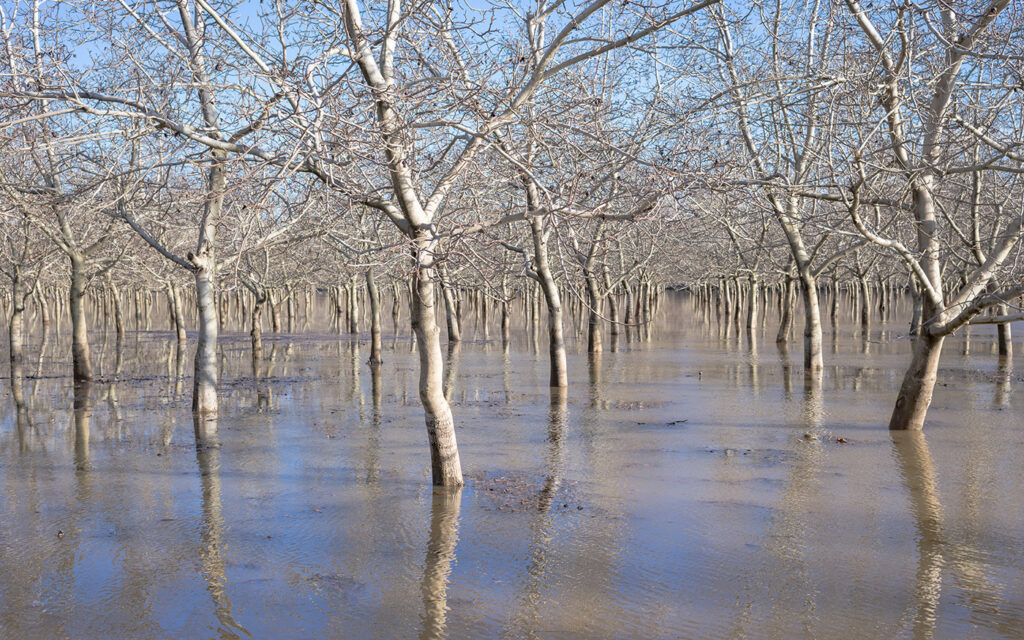 Image of a flooded orchard with trees emerging from the water.