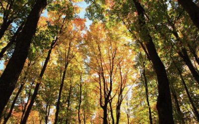 DRI Scientist Contributes to New Research on Toxic Mercury Deposition in Forests