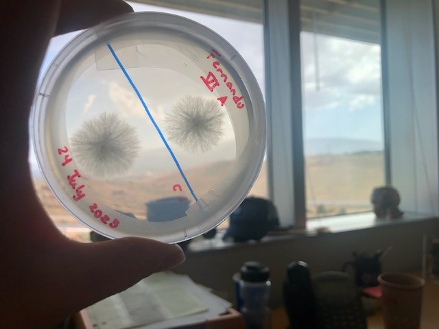 A petri dish showing fungal growth being held up to the light of a window.