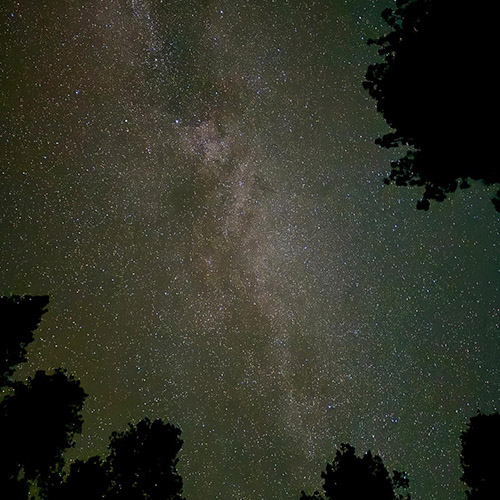 Grants and fundings Web The Milky Way and stars are seen looking upwards through the trees.