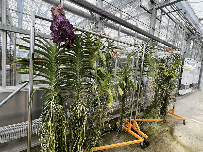 A rack inside a greenhouse with hanging orchids.