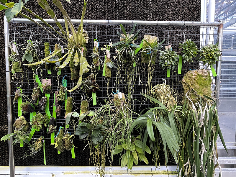 A rack inside a greenhouse with hanging smaller plants.