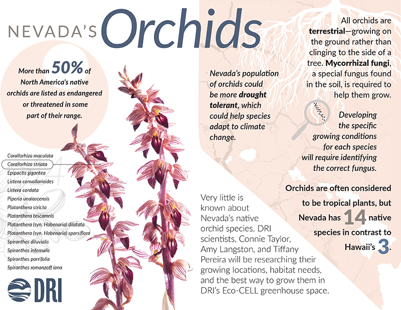 Infographic about Nevada Orchids. Nevada has 14 species of orchids. More than 50% of orchids are listed as endangered or threatened.