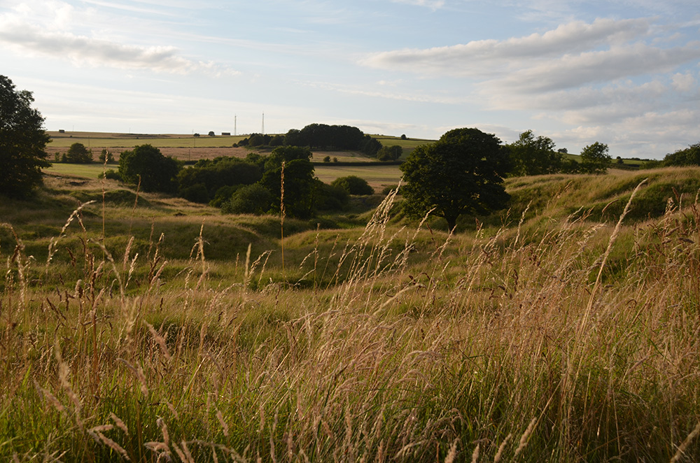 Landscape of Grass covered mounds in the United Kingdom with long grass in the foreground.