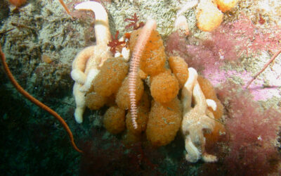 Within an Antarctic Sea Squirt, Scientists Discover a Bacterial Species With Promising Anti-Melanoma Properties