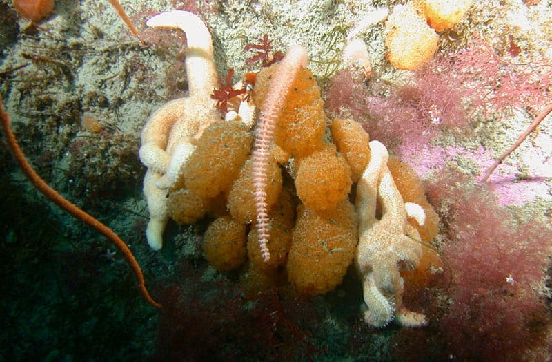 Synoicum adareanum