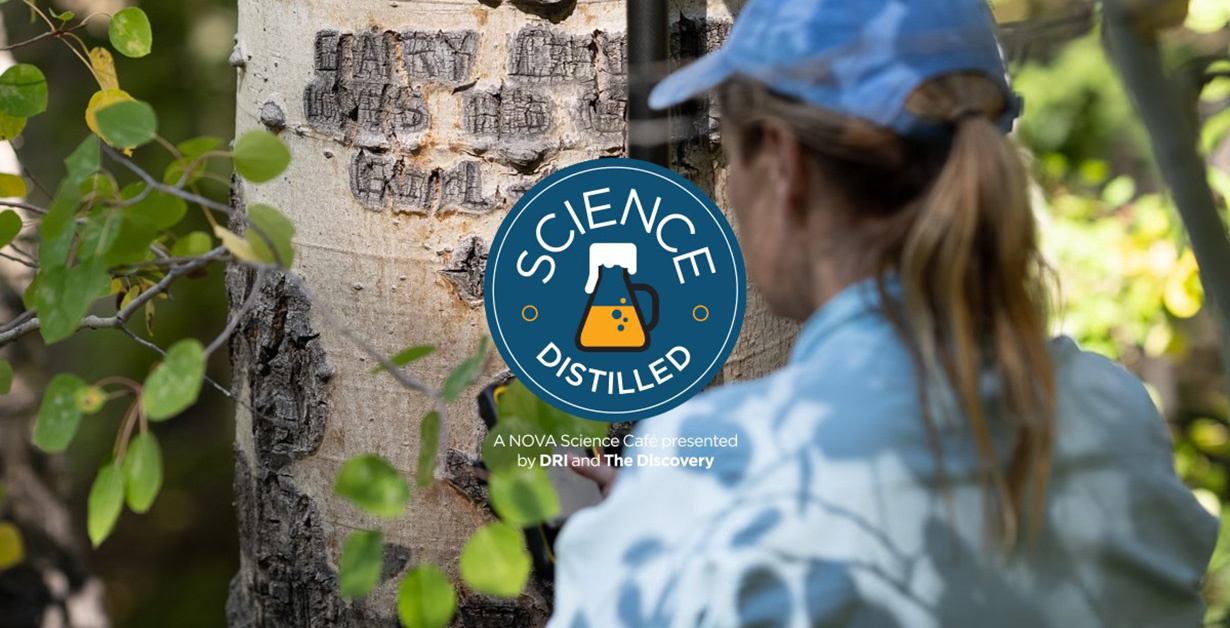 SD Nevada Updated Image Person in blue shirt and blue hat looking at carvings in a tree. The Science Distilled Logo is overlaid on the image.
