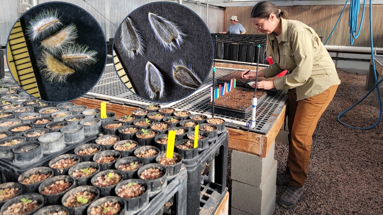 Slide5 A Researcher planting seeds in a tray on a platform. Two inset images of the seeds next to rulers.