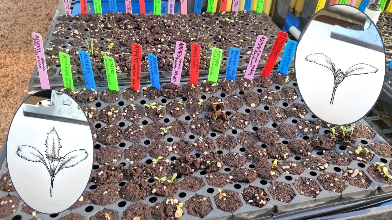 Slide6 Tray of seedlings with colorful markers with the names. Inset of illustrated seedlings.