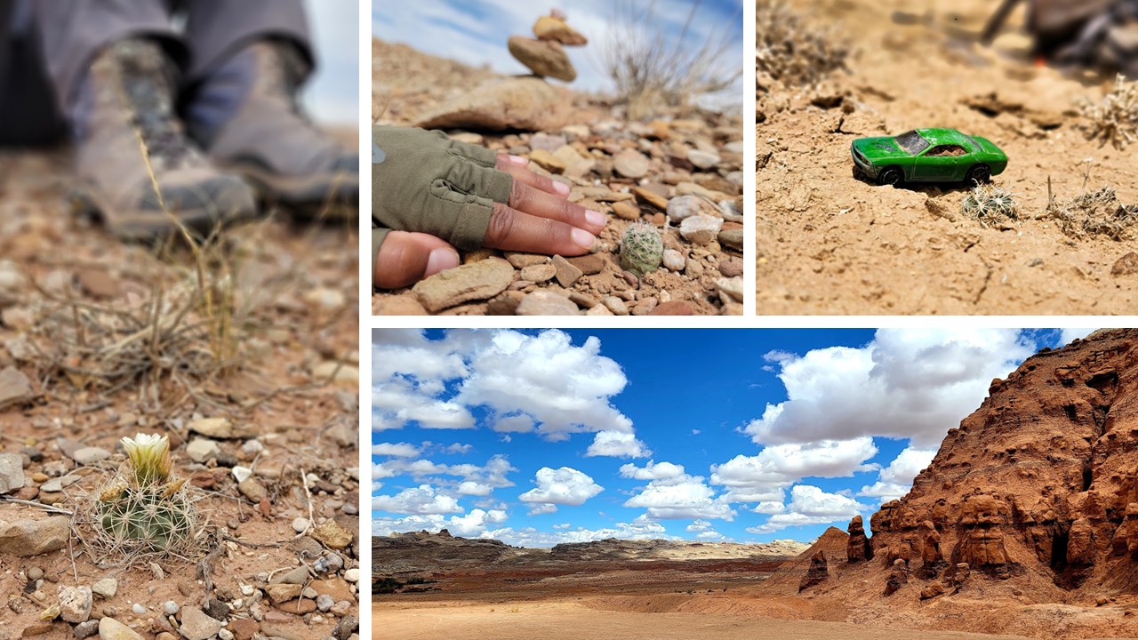 Slide7 Collage of images from the desert including small plants and other found objects.