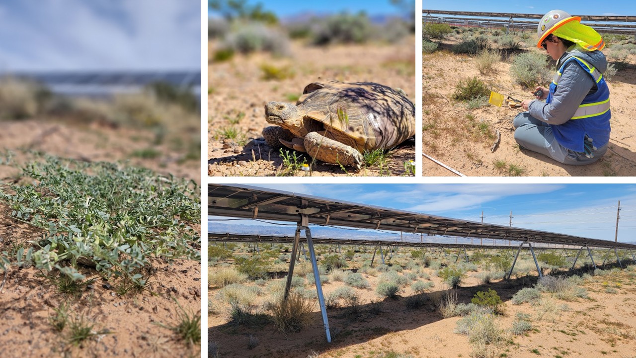 Slide8 Collage of images in the desert including a desert tortoise and solar panels.