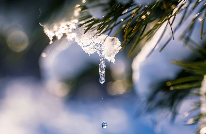 snowmelt on pine tree