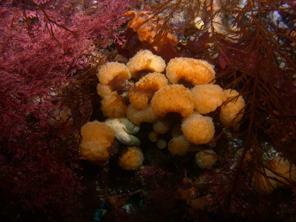 Synoicum adareanum