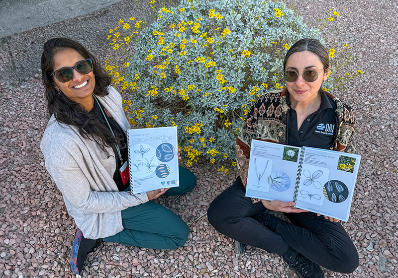 Tiffany Pereira Blends Art and Science in New Mojave Seedling Guide