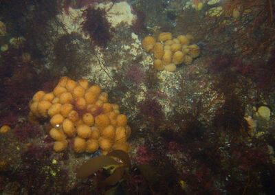 Underwater view of various marine plants and sea squirts on the ocean floor.