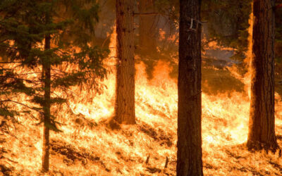 The making of a megafire: Study explores why some wildfires grow fast and furious