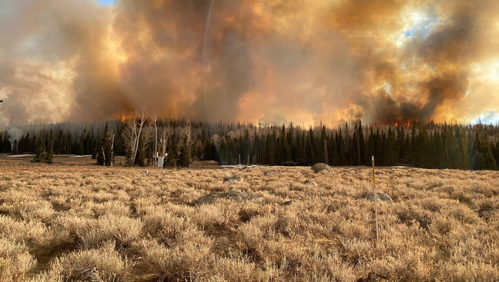 Wildfire in a forest of pine trees with billowing smoke rising into the sky.