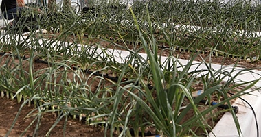 rows of plants