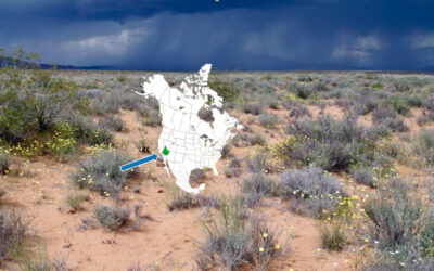 A Rare Desert Plant Shows Benefits of Sustainability Efforts at a Large Solar Array in the Mojave Desert 
