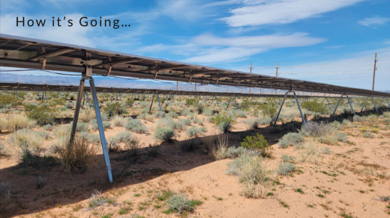 Desert plants growing underneath and around solar panels. 