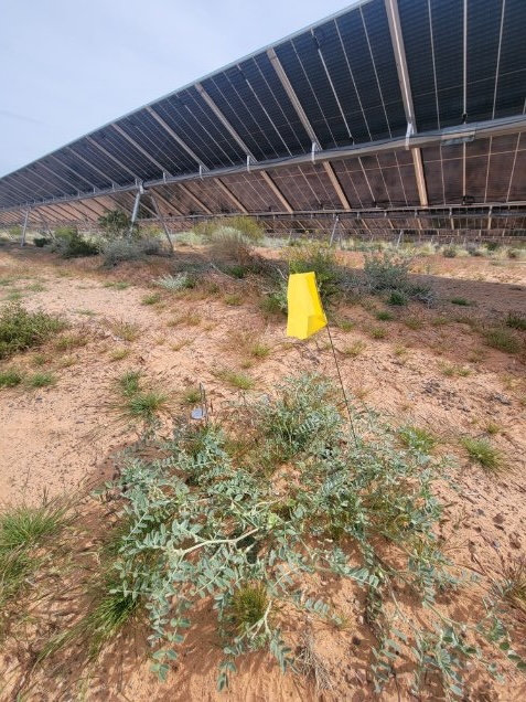 The threecorner milkvetch plant growing between solar panels.