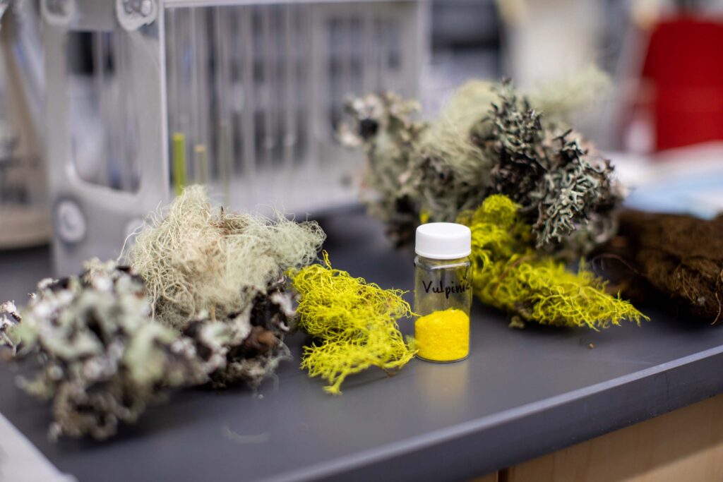 lichen sample